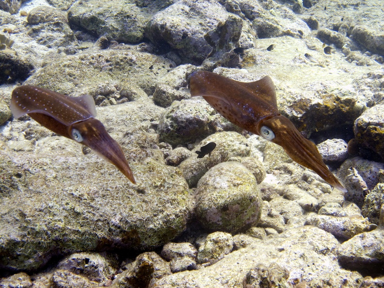 IMG_4167 Caribbean Reef Squid.jpg